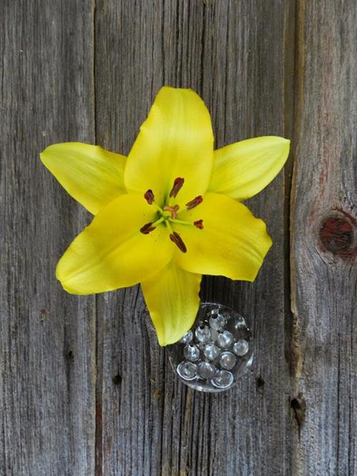 YELLOW L.A. HYBRID LILIES